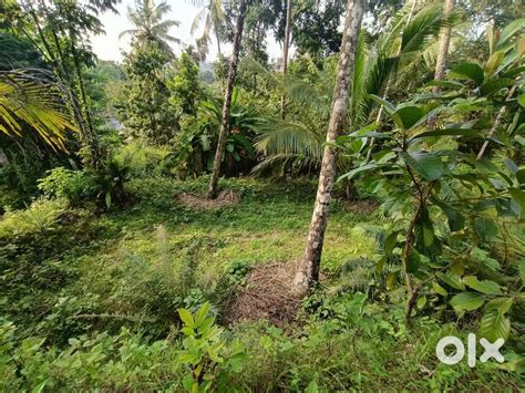 Plot for sale near Calicut medical College. - Lands & Plots - 1819873837