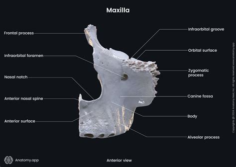 Maxilla Anatomy Diagram Intranasal And Sinus Anatomy EyeWiki