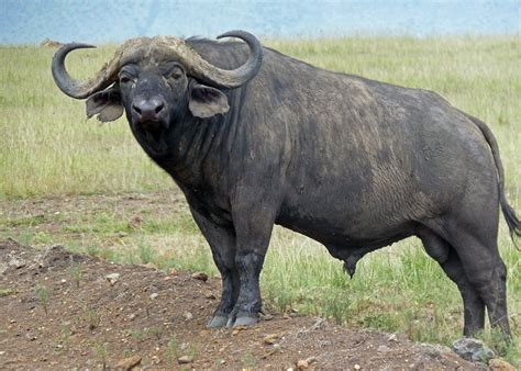 Water Buffalo - Majestic African Animal