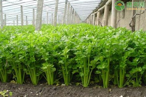 芹菜的种植方法 - 花百科