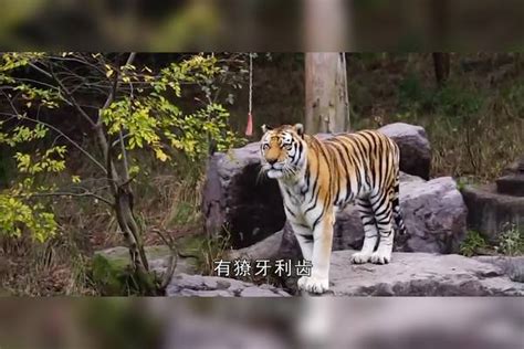 豹子闯入居民区 被人用乱棒打死[5]- 中国日报网