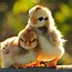 Image result for Spring Animal Babies Wallpaper