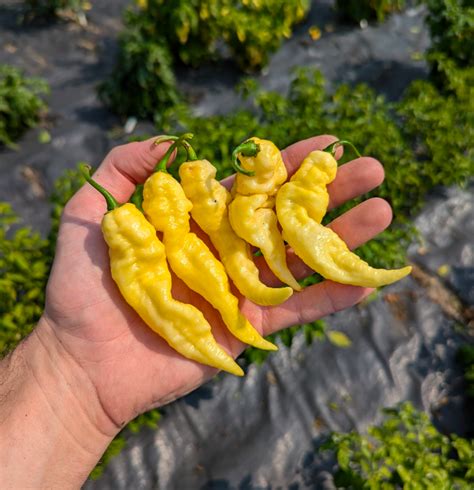 White Bhut Jolokia – Scoville Canada