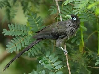 Blue-faced Malkoha - eBird