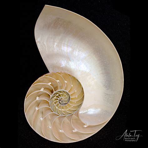Image result for Fibonacci Shell