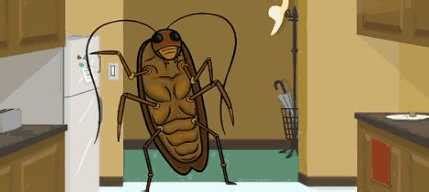 家里有蟑螂，怎么办？夏天是蟑螂泛滥的季节吗？_蟑螂-虫虫战队