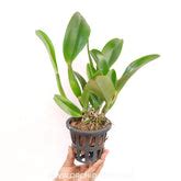 New Arrivals! – Orchid-Tree