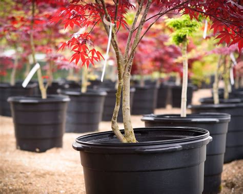 Transplanting Japanese maples - how to make sure your acer survives a ...