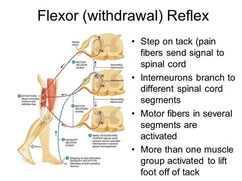Image result for Contralateral Reflex Example