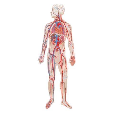 Circulatory System Model – Medansh