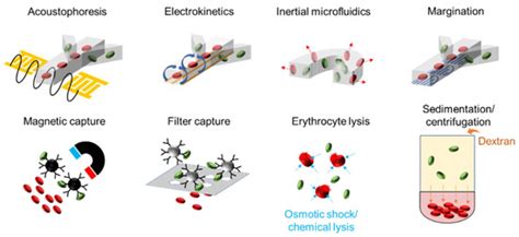 Diagnosis of Bloodstream Infections: An Evolution of Technologies ...