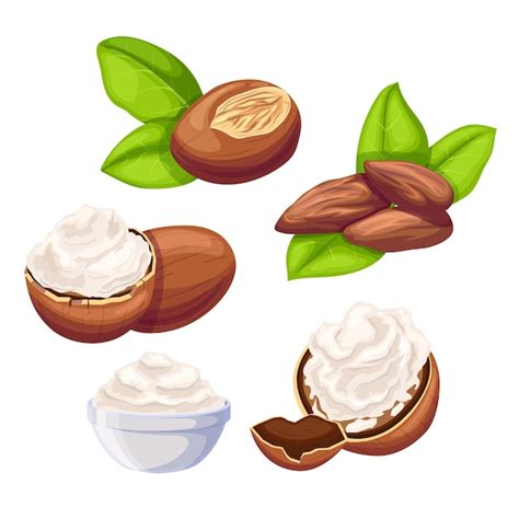 Shea beauty butter set cartoon vector illustration | Premium Vector