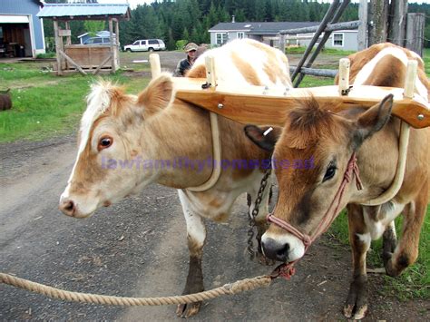 How Does An Oxen Yoke Work at Steven Waddy blog