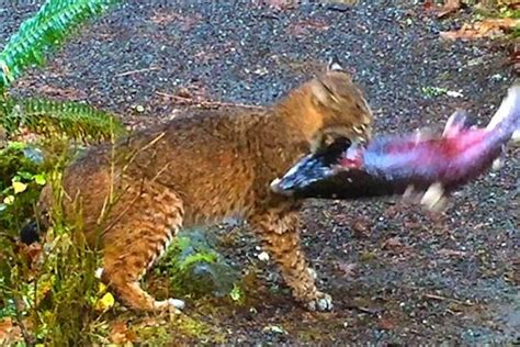 Bobcats Eating