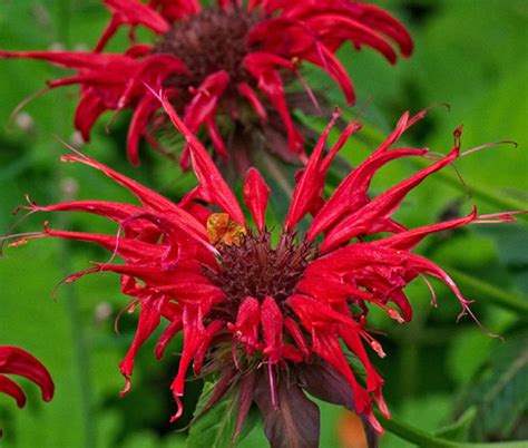 Bee Balm Scarlet Red Shades Monarda Didyma Seeds