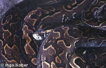 Image result for Python Sebae