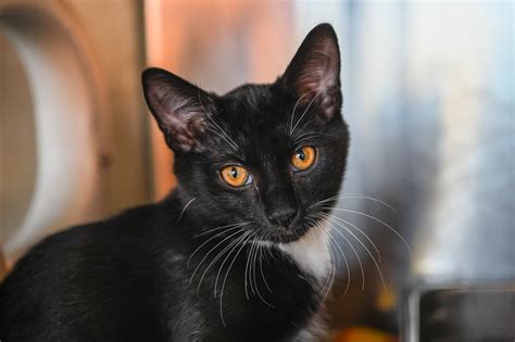 Adopt | Asheville Humane Society