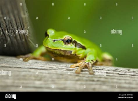 Image result for Small Tree Frog