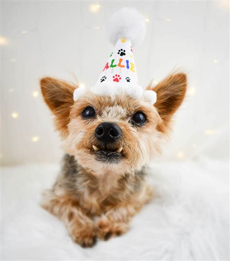 Dog Birthday Hat