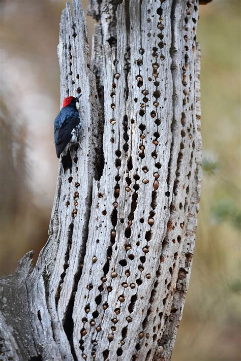PHOTOS: Immersed in nature at Walnut Creek's Shell Ridge Open Space