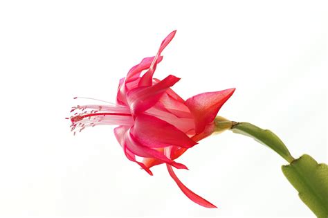 Christmas Cactus Care Guide: Complete Schlumbergera Instructions Care - Light, Water, Soil ...