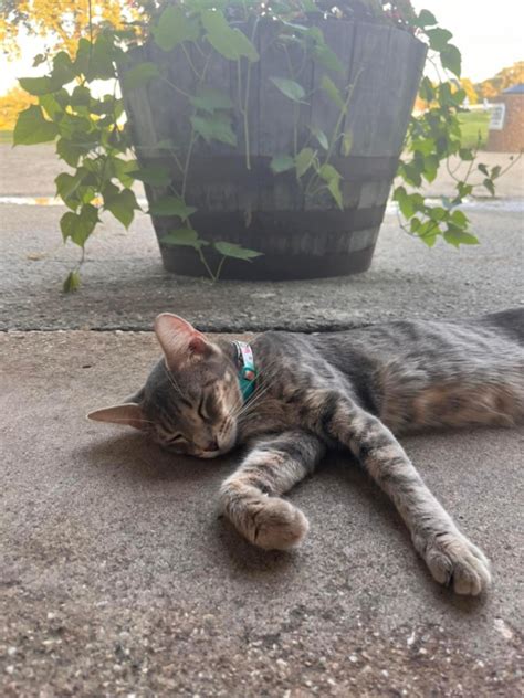 Image result for Decatur Golf Club