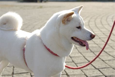 White Shiba Inu dog photo and wallpaper. Beautiful White Shiba Inu dog ...