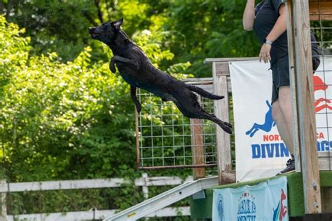 Image result for Dock Diving Dogs