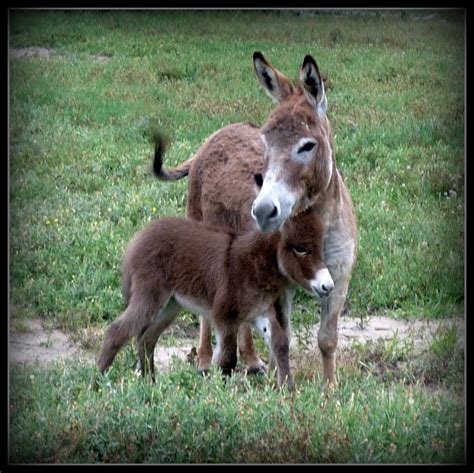 Ketosis in goats what is it and how to prevent it – Artofit