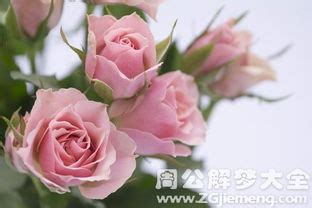 梦到花开(周公解梦大全查询梦见花是什么意思)_周公解梦大全