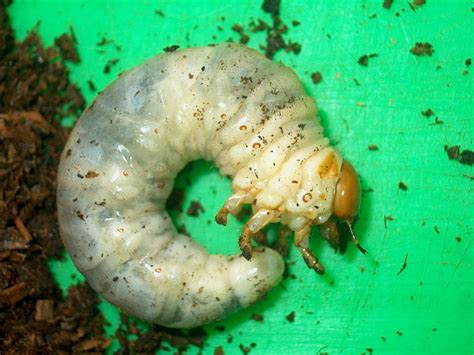 Rainbow Stag Beetle Larvae (Black) - JamJam Exotic