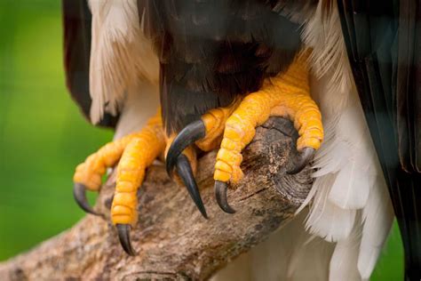 Bald Eagle Talons: Everything You Need to Know