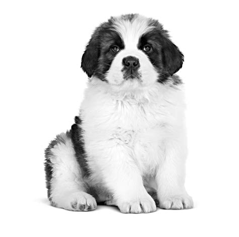 Giant Starter | Royal Canin IN