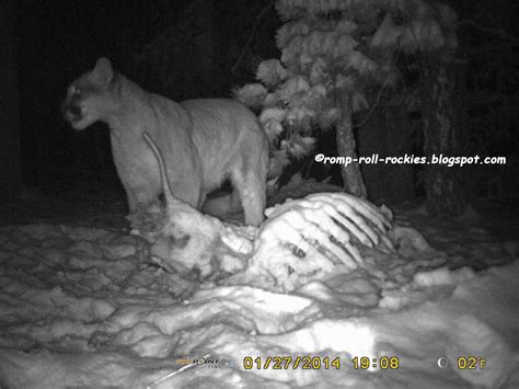 Mountain Lion Eats Coyote 的图像结果