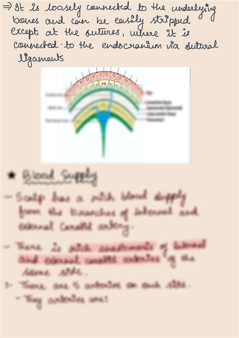 SOLUTION: Layers of scalp - Studypool
