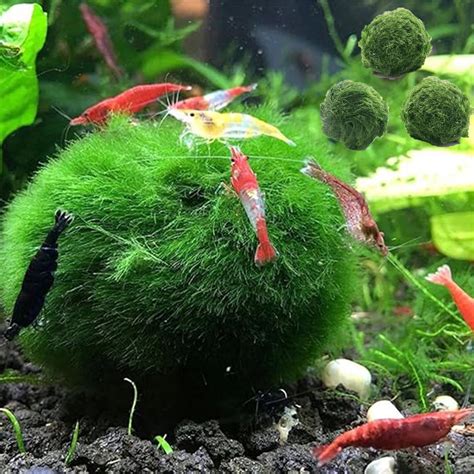 Moss Ball Pets