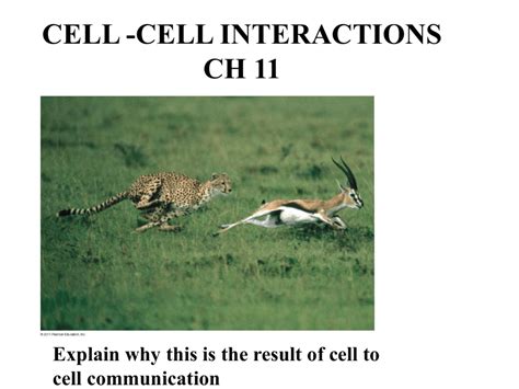 Cell-Cell Interaction 的图像结果