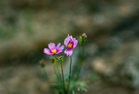 President Background 的图像结果