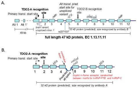 The Epigenetics of Psychosis: A Structured Review with Representative Loci