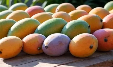 ಮಾವು ಖರೀದಿ ಮಿತಿ 200 ಕ್ವಿಂಟಾಲ್‍ಗೆ ವಿಸ್ತರಣೆ : ಸರಕಾರ ಆದೇಶ | Mango purchase ...