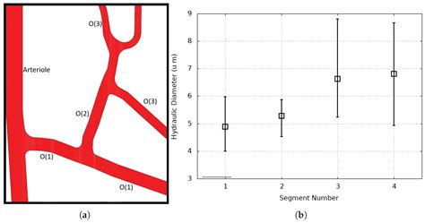 In Silico Investigation of the RBC Velocity Fluctuations in Ex Vivo ...