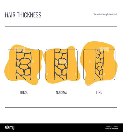 Normal Hair Density 的图像结果