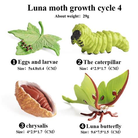 Moth life cycle – Artofit
