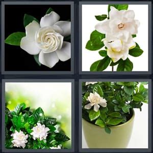 4 Pics 1 Word 8 Letter Answers for Flower, Plant, Leaves, Potted
