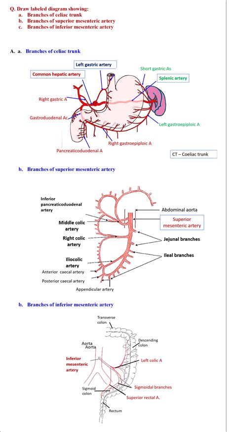 Coeliac trunk, Superior and Inferior Mesenteric Arteries – Anatomy QA