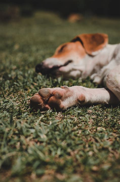 Paw preference in dogs: Is your dog righty or lefty?
