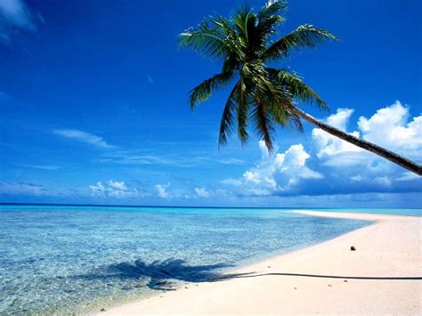 Spring Beach Vacation 的图像结果