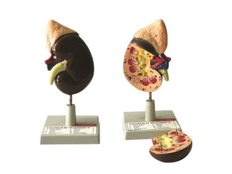 AI- Human kidney 2 parts dissectible model/Anatomical model on stand ...