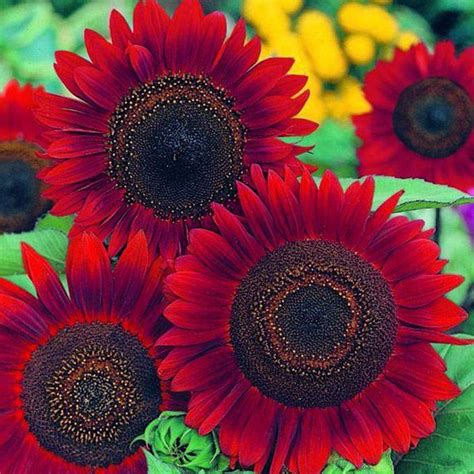 How To Plant Red Sunflowers at Ruby Godfrey blog
