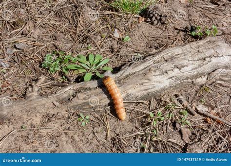 Earth Worm Over a Tree.Worm Insects for Eating As Food, it is Good ...